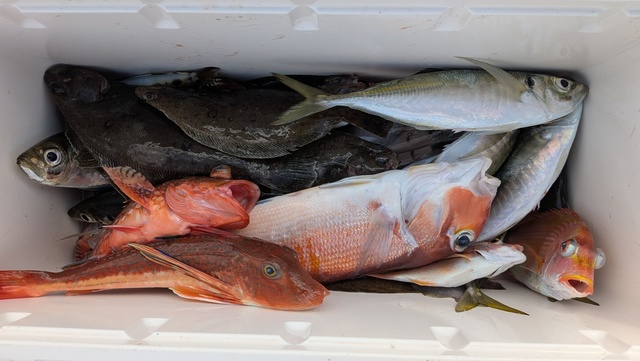 アジ(マアジ)・アカアマダイ・ムシガレイ