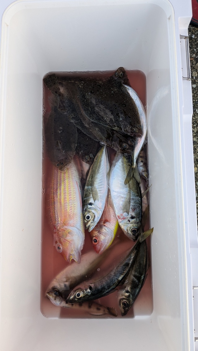 アジ(マアジ)・ムシガレイ