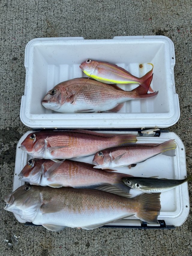 マダイ・アジ(マアジ)・アマダイ(アカアマダイ)・シロアマダイ・イトヨリダイ