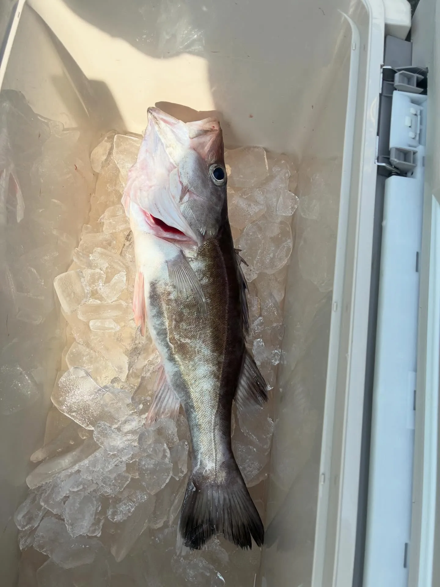 シロムツ(オオメハタ)