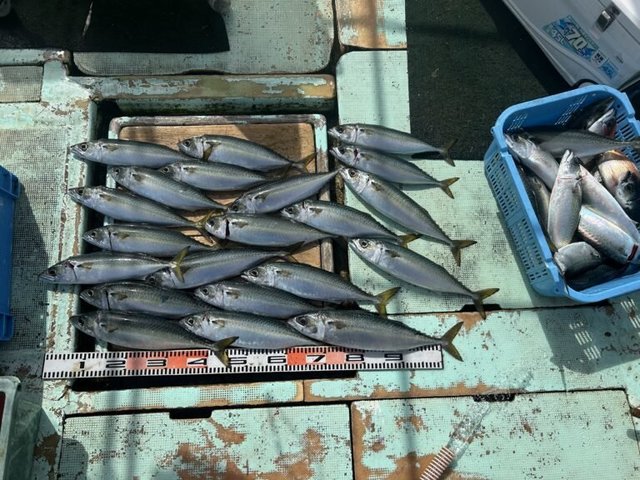 サバ(ゴマサバ)