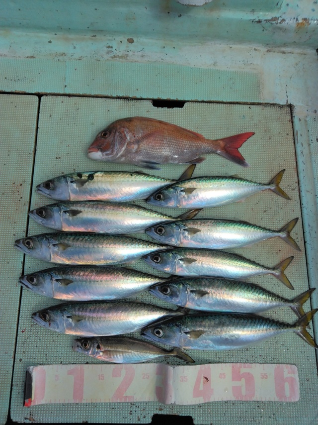 マダイ・マサバ