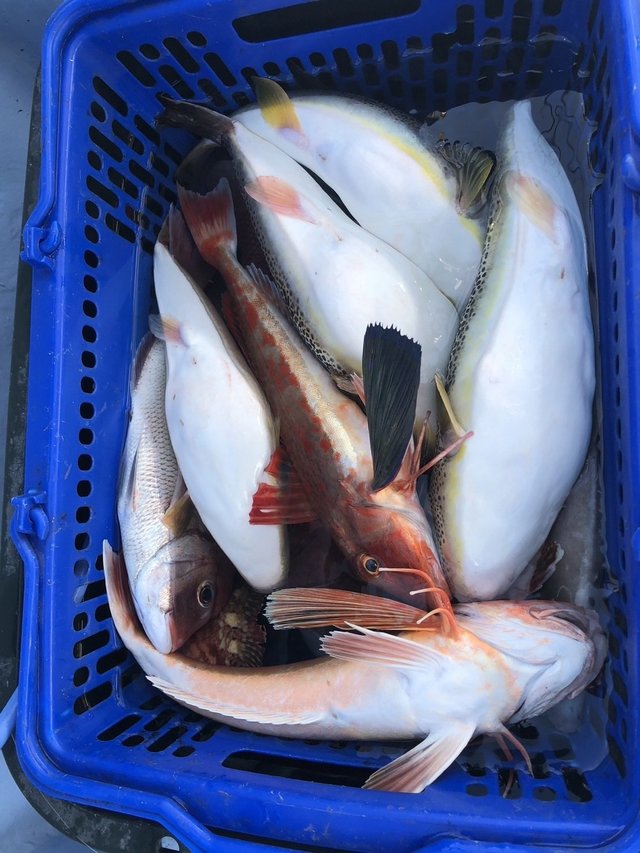 ショウサイフグ