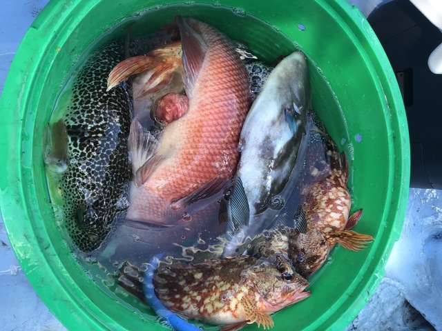 マダイ・カサゴ・ショウサイフグ