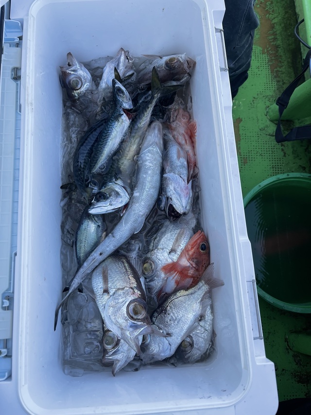 シロムツ(オオメハタ)