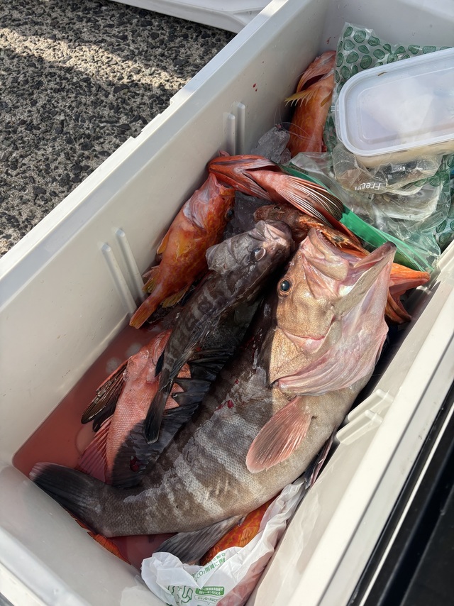 タカバ(マハタ)・チカメキントキ・ボッコ(カサゴ)