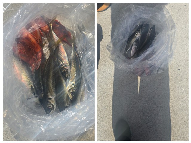 アジ(マアジ)・サバ(マサバ)