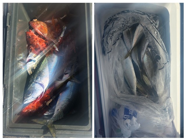 アジ(マアジ)・サバ(マサバ)