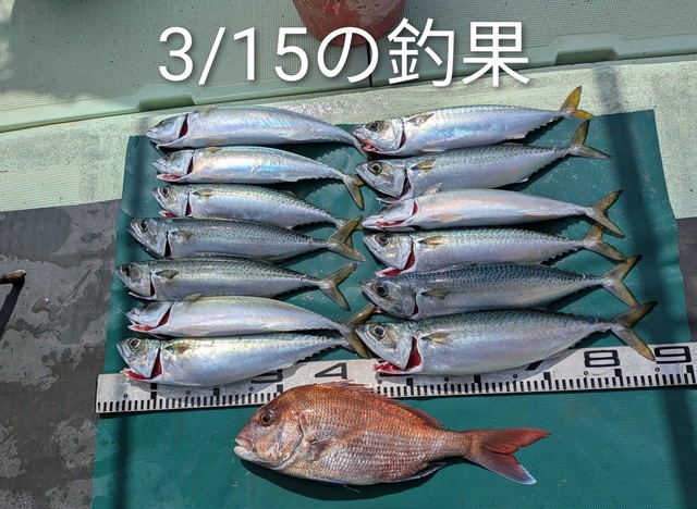 マダイ・マサバ