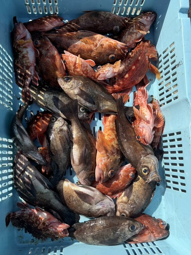 ガシラ(カサゴ)・メバル