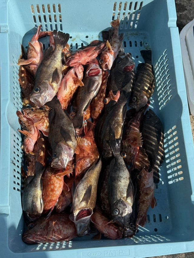 ガシラ(カサゴ)・メバル