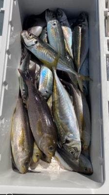 マアジ・イサギ(イサキ)