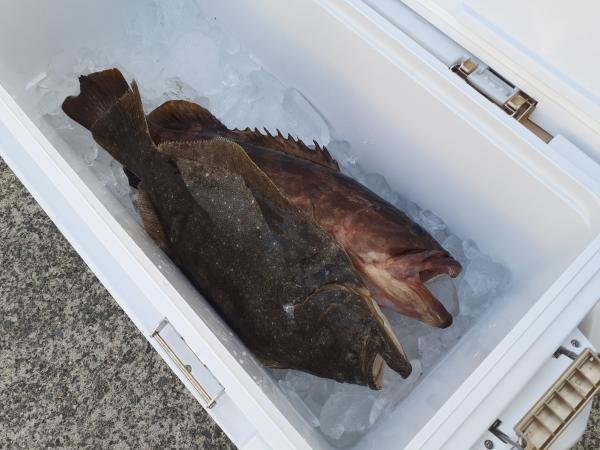 マハタ・ヒラメ