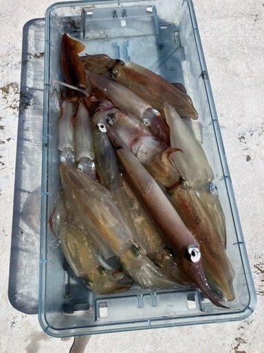 マルイカ(ケンサキイカ)