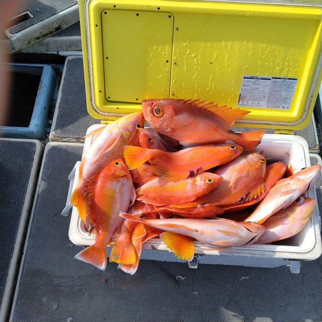 アカイサキ・チカメキントキ