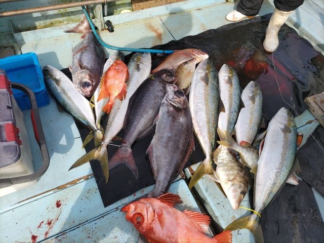 マダイ・ヒラマサ・チカメキントキ・ハタ(マハタ)