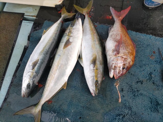 マダイ・ヒラマサ