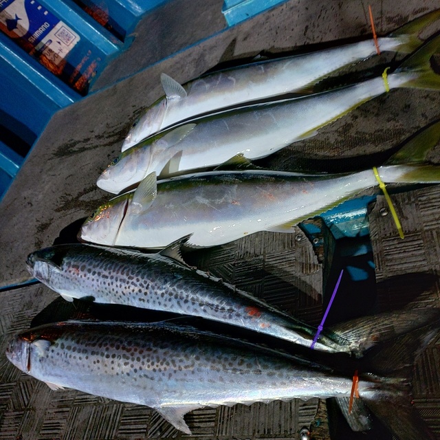 メジロ(ブリ)・サワラ