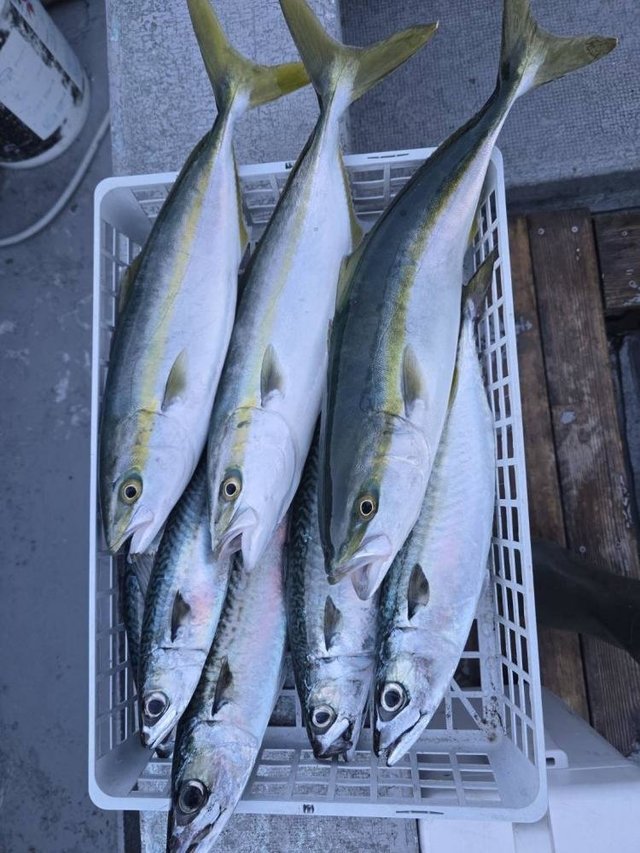 イナダ(ブリ)・サバ(ゴマサバ)