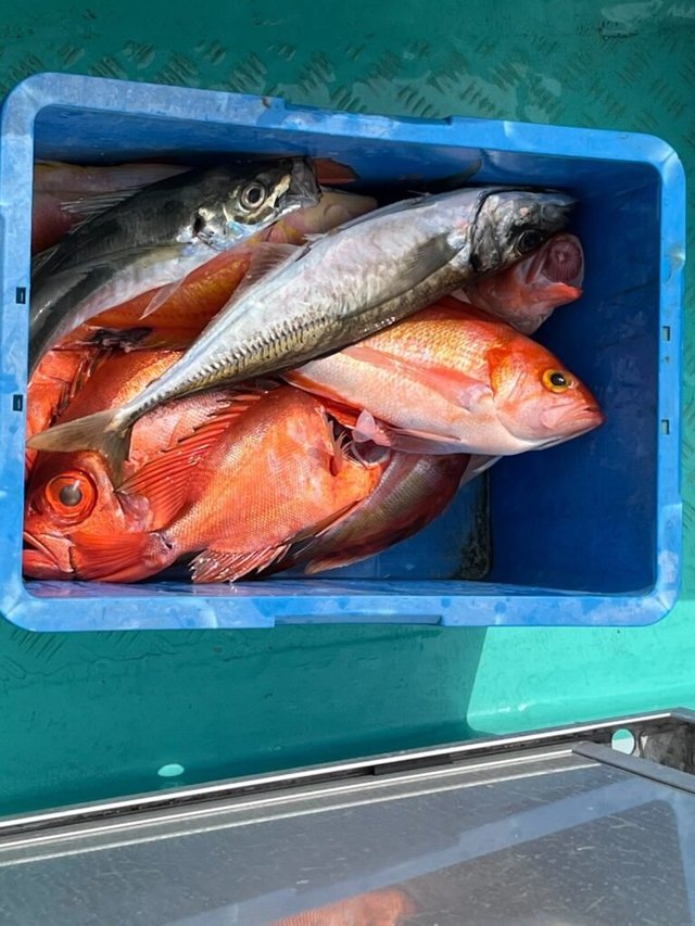 アジ(マアジ)・キンメダイ