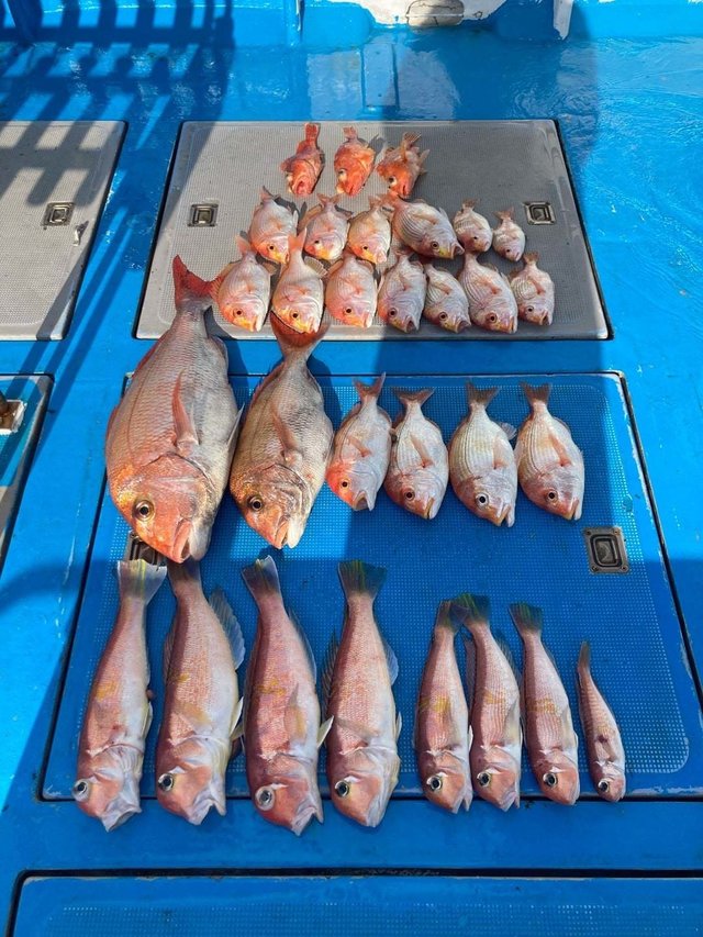 マダイ・アマダイ(アカアマダイ)