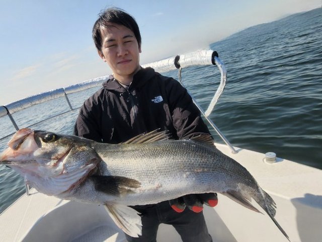 シーバス(スズキ)