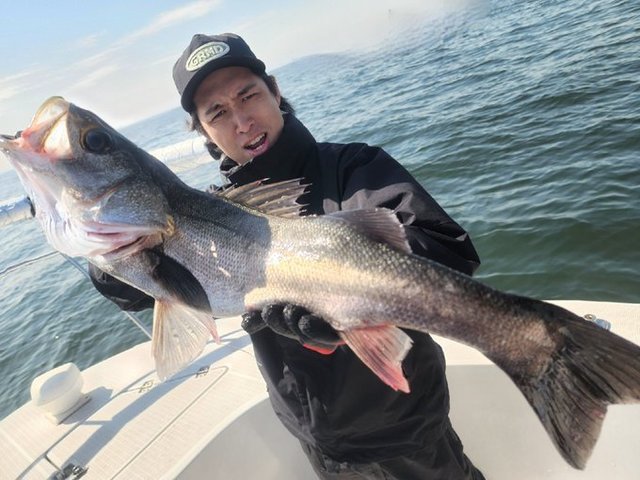 シーバス(スズキ)