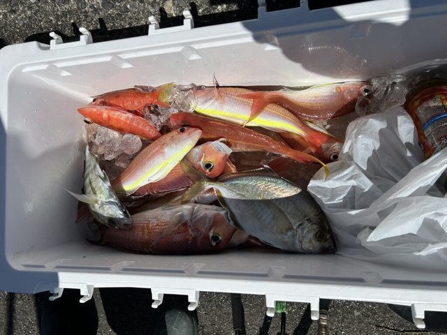 キダイ・カイワリ・アマダイ(アカアマダイ)・イトヨリ(イトヨリダイ)・ムシカレイ(ムシガレイ)