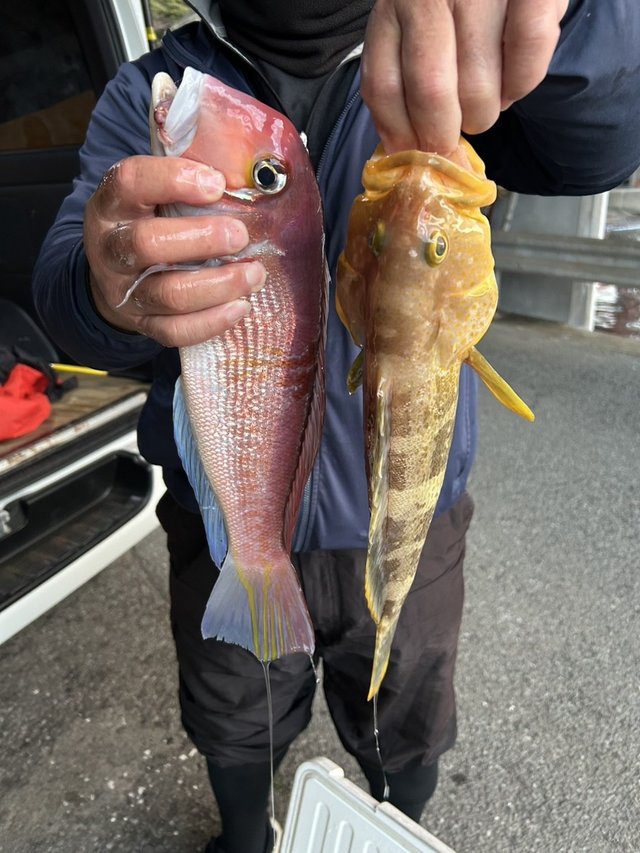 アオハタ・アマダイ(アカアマダイ)