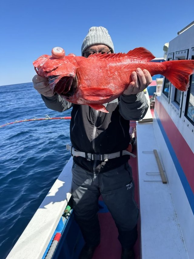 ベニアコウ(オオサガ)