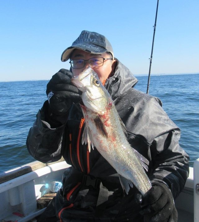 シーバス(スズキ)