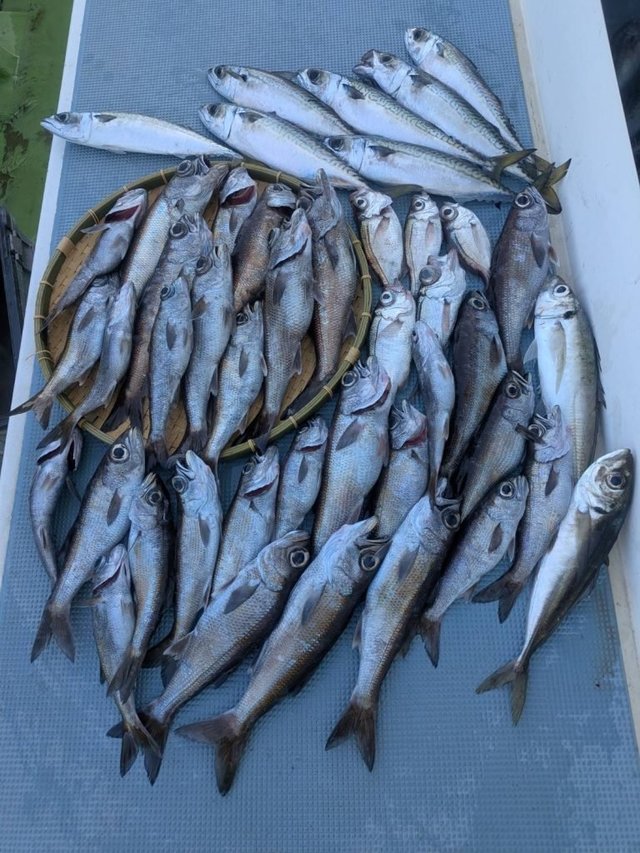 アジ(マアジ)・ワラサ(ブリ)・クロムツ・シロムツ(オオメハタ)・サバ(ゴマサバ)