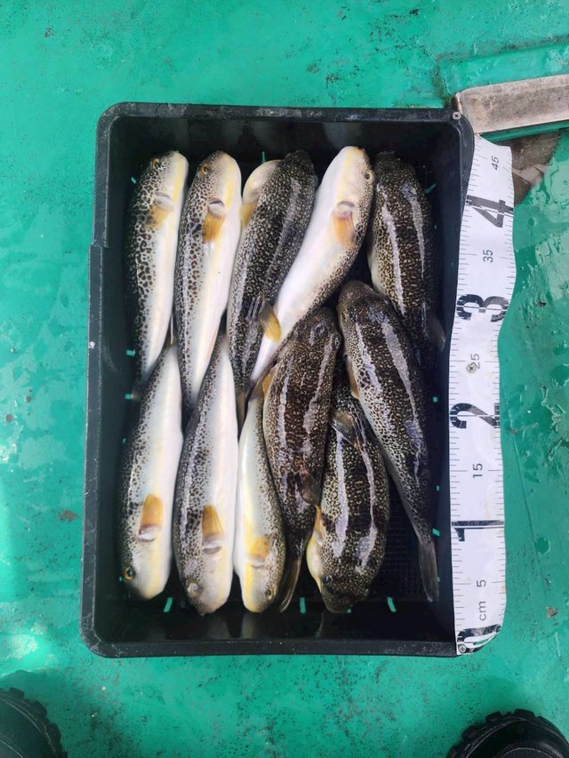 ショウサイフグ