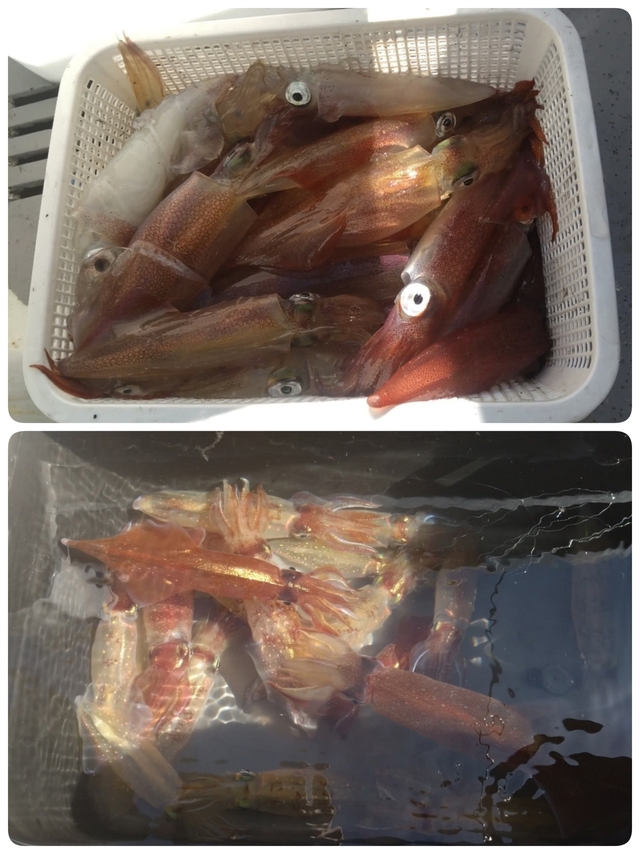 マルイカ(ケンサキイカ)