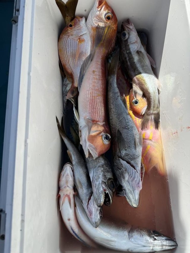 マダイ・アラ・アマダイ(アカアマダイ)・クロムツ