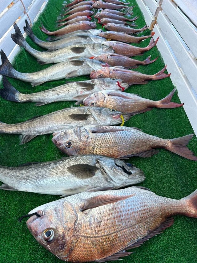 マダイ・シーバス(スズキ)