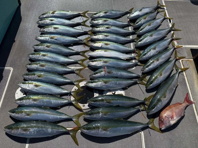 マダイ・ハマチ(ブリ)