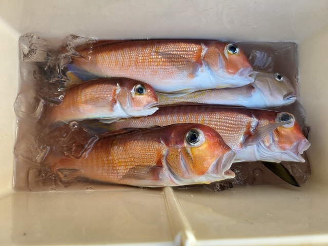 アマダイ(アカアマダイ)