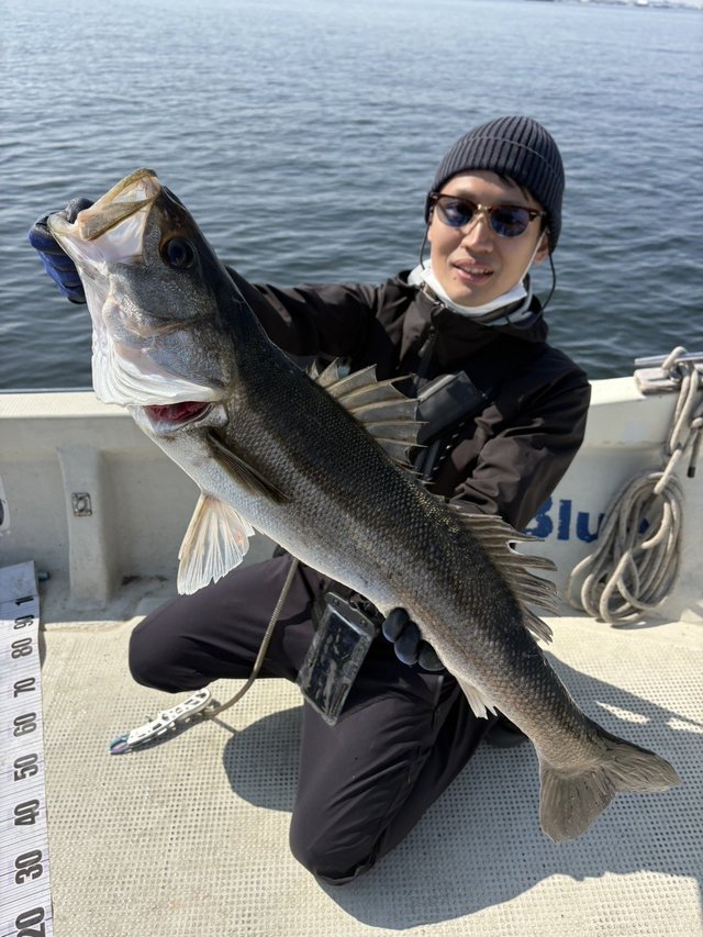 シーバス(スズキ)