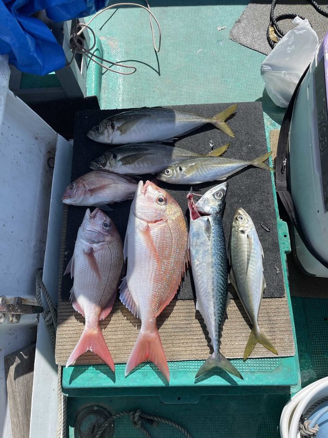 マダイ・チダイ・マアジ・サバ(ゴマサバ)