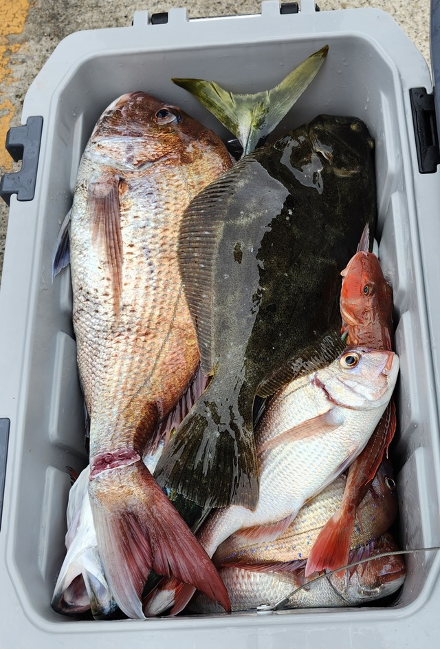 マダイ・ヤリイカ