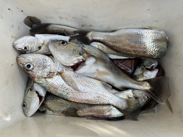 イシモチ(シログチ)