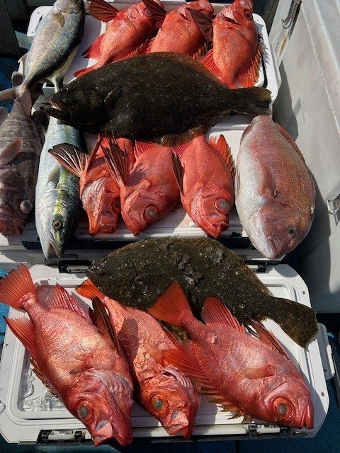 マダイ・マハタ・イナダ(ブリ)・カンパチ・キントキ(チカメキントキ)・ヒラメ