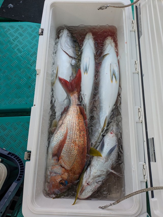 マダイ・ヤズ(ブリ)