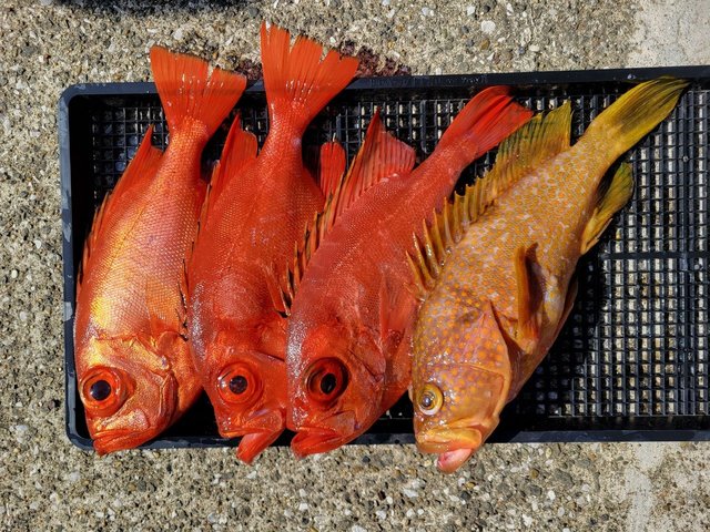 キジハタ・カサゴ