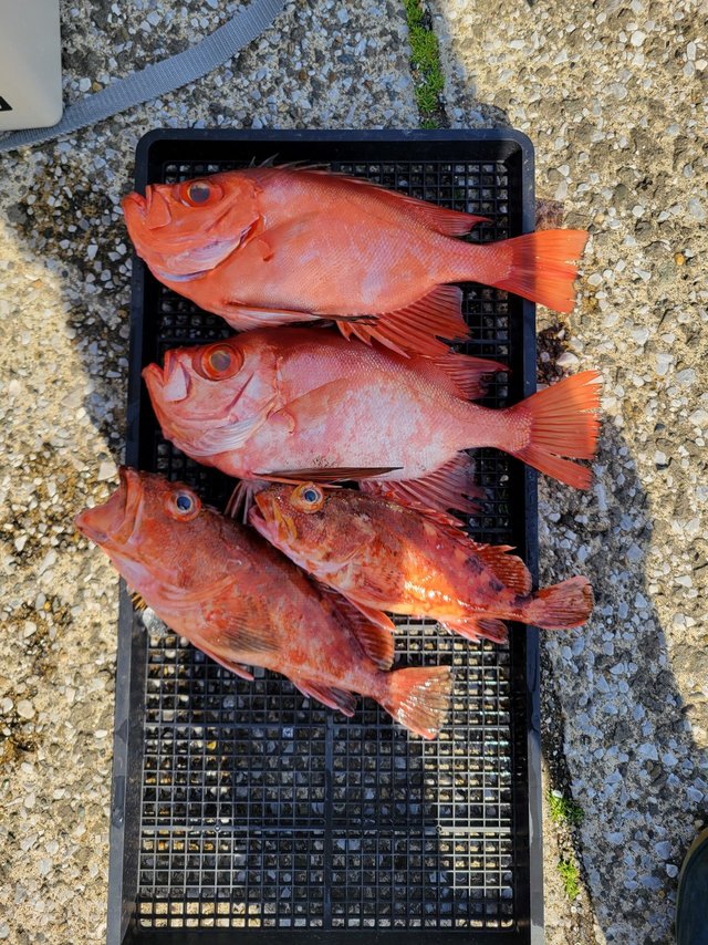 キントキ(チカメキントキ)・カサゴ