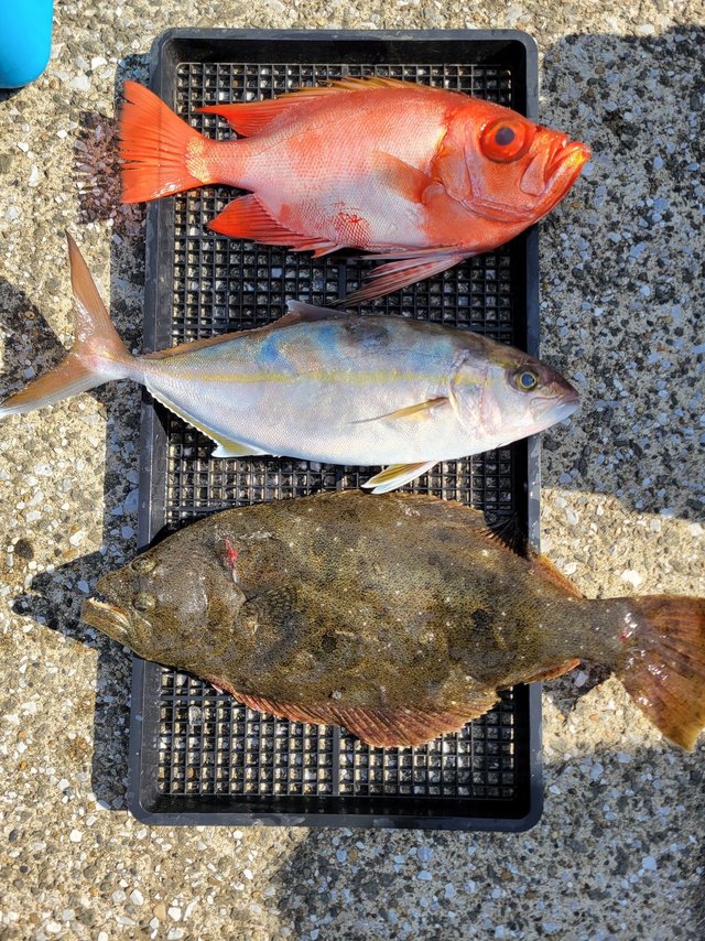 ショゴ(カンパチ)・キントキ(チカメキントキ)・ヒラメ