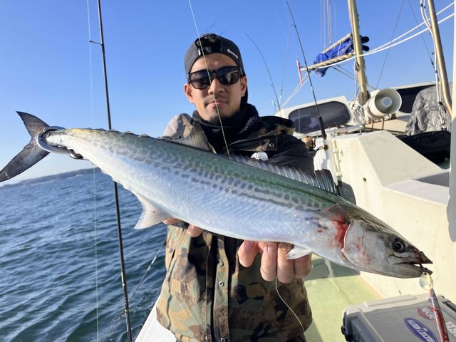 サゴシ(サワラ)