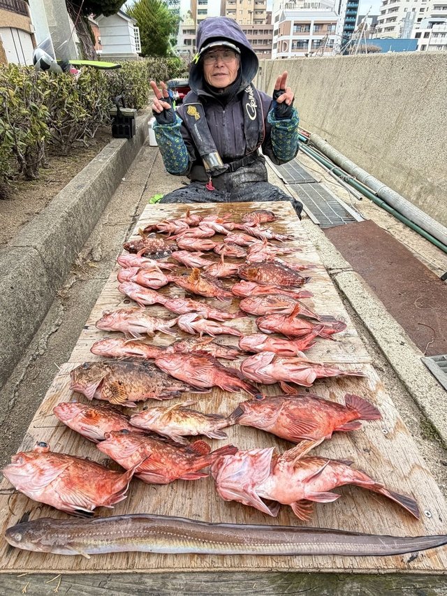 ガシラ(カサゴ)