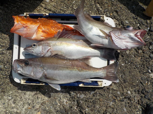 アラ・カンコ(ウッカリカサゴ)